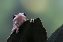Primo piano di una rana verde australiana su una foglia, Indonesia — Foto stock