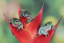 Три австралійські білі деревні жаби на тропічній квітці (Індонезія). — стокове фото