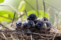 Primer plano de los polluelos golondrina en un nido, Indonesia - foto de stock