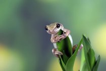 Крупный план австралийской зеленой древесной лягушки на растении, Индонезия — стоковое фото