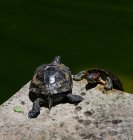 Dos tortugas sobre una roca, jardines de Sant Antonio, Malta - foto de stock