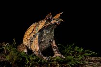 Malayan horned frog on a mossy rock, Indonesia — Stock Photo