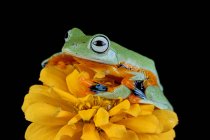 Primer plano de una rana verde australiana sobre una flor amarilla, Indonesia - foto de stock