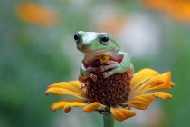 Австралийская зеленая древесная лягушка сидит на цветочной голове, обнимая цветочный бутон, Индонезия — стоковое фото