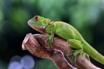Primer plano de una iguana verde en rama, Indonesia - foto de stock