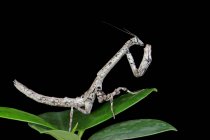 Close-Up of a Twig Mantis (popa Spurca) on a leaf, Indonesia — Stock Photo