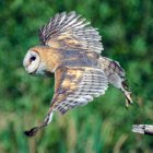 Barn Owl Taking off, Canada — Stock Photo
