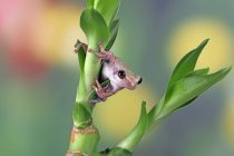 Nahaufnahme eines australischen grünen Laubfrosches an einer Pflanze, Indonesien — Stockfoto