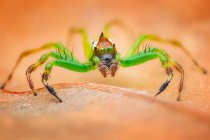 Nahaufnahme einer springenden Spinne auf einem Blatt, Indonesien — Stockfoto