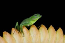 Juvenile maned forest lizard on a flower, Indonesia — Stock Photo