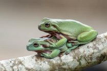 Two Australian green tree frogs on a branch, Indonesia — Stock Photo