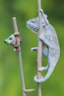 Camaleonte e una rana su un ramo, Indonesia — Foto stock