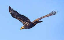 Молодий лисий орел у польоті (Канада). — стокове фото