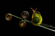 Nahaufnahme einer Schnecke auf einer Spiralranke an einer Pflanze, Indonesien — Stockfoto