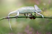 Chameleon and a frog on a branch, Indonesia — Stock Photo
