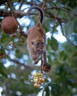 Monkey on a cannonball tree eating berries, Malaysia — Stock Photo