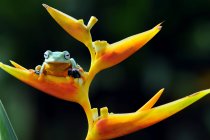 Flying frog on a flower, Indonesia — Stock Photo