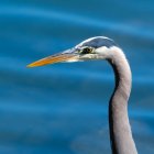 Close-up portrait of a Great Blue Heron, Canada — Stock Photo