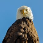 Portrait of a Bald Eagle, Canada — Stock Photo