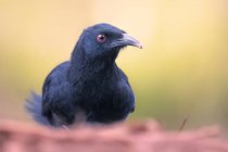 Primer plano de las aves en hábitat natural - foto de stock