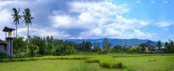 Campos de arroz cercados por palmeiras na paisagem rural, Ubud, Bali, Indonésia. — Fotografia de Stock