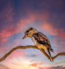 Портрет птицы кукабурра, сидящей на ветке с закатом неба на заднем плане, Австралия — стоковое фото