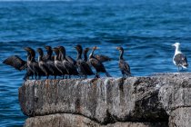Gabbiano in piedi accanto a fila di cormorani sulla roccia costiera, Canada — Foto stock
