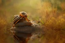Petit escargot au sommet d'un escargot plus gros sur un rocher près d'une rivière — Photo de stock