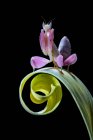 Rosafarbene Orchideen-Gottesanbeterin auf aufgerolltem Blatt, Nahaufnahme — Stockfoto