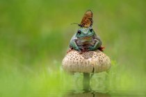 Butterfly sitting on frog on wild mushroom, Indonesia — Stock Photo