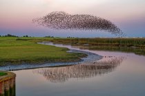 Flock of starlings flying over river Ems, Pektum at sunset, East Frisia, lower Saxony, Germany — Stock Photo