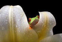 Red eyed tree frog peeking through dew covered lily petals — Stock Photo