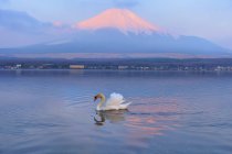 Cisne nadando en el lago con la montaña Fuji en el fondo, Honshu, Japón - foto de stock