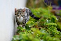 Tabby cat prowling through undergrowth in garden — Stock Photo