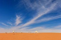 Караван верблюдов в пустыне, Саудовская Аравия — стоковое фото