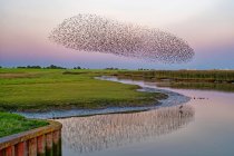 Rebanho de estorninhos voando sobre o rio Ems, Pektum ao pôr do sol, Frísia Oriental, Baixa Saxônia, Alemanha — Fotografia de Stock