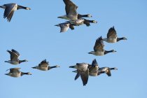 Rebanho de gansos Barnacle em voo no céu azul, Frísia Oriental, Baixa Saxónia, Alemanha — Fotografia de Stock