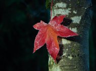 Hoja de arce de otoño en el árbol en la oscuridad - foto de stock