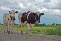 Dos vacas caminando por carretera, Frisia Oriental, Baja Sajonia, Alemania - foto de stock