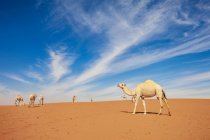 Caravan of camels in desert, Saudi Arabia — Stock Photo