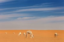 Караван верблюдів у пустелі (Саудівська Аравія). — стокове фото