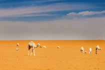 Vue de la scène du désert avec des chameaux et ciel nuageux — Photo de stock