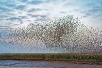 Rebanho de estorninhos voando sobre o rio Ems, Pektum ao pôr do sol, Frísia Oriental, Baixa Saxônia, Alemanha — Fotografia de Stock
