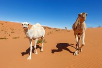 Cammelli che camminano nel deserto con cielo blu — Foto stock