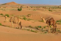 Zwei Kamele stehen in der Wüste, Saudi-Arabien — Stockfoto
