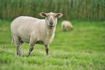Porträt eines Schafes, das auf einer Wiese steht, Ostfriesland, Niedersachsen, Deutschland — Stockfoto