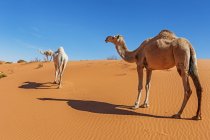 Kamele in Wüstenszene mit blauem Himmel — Stockfoto