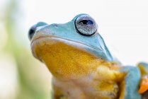 Екстремальний кадр летючої жаби Уоллеса — стокове фото