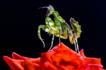 Juvenile praying mantis on a red flower, Indonesia — Stock Photo