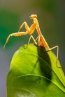Golden praying mantis on green leaf, close up shot — Stock Photo